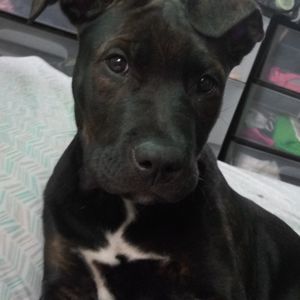 Meet your Posher, Josh